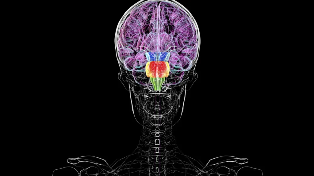 Contrary to some reports, you don't have two brains 1 GettyImages 2230128500 1152x648 2