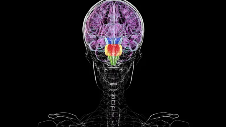Contrary to some reports, you don't have two brains 5 GettyImages 2230128500 1152x648 2
