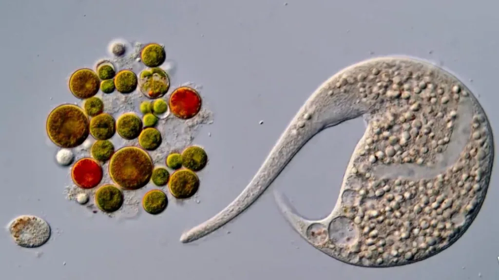 AI disqualification yields new Nikon Small World in Motion winner 1 nikon1 1152x648 1